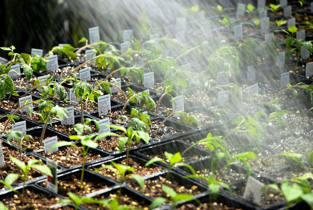 Helmi Sheely, owner of Helmi's Gardens, waters growing plants